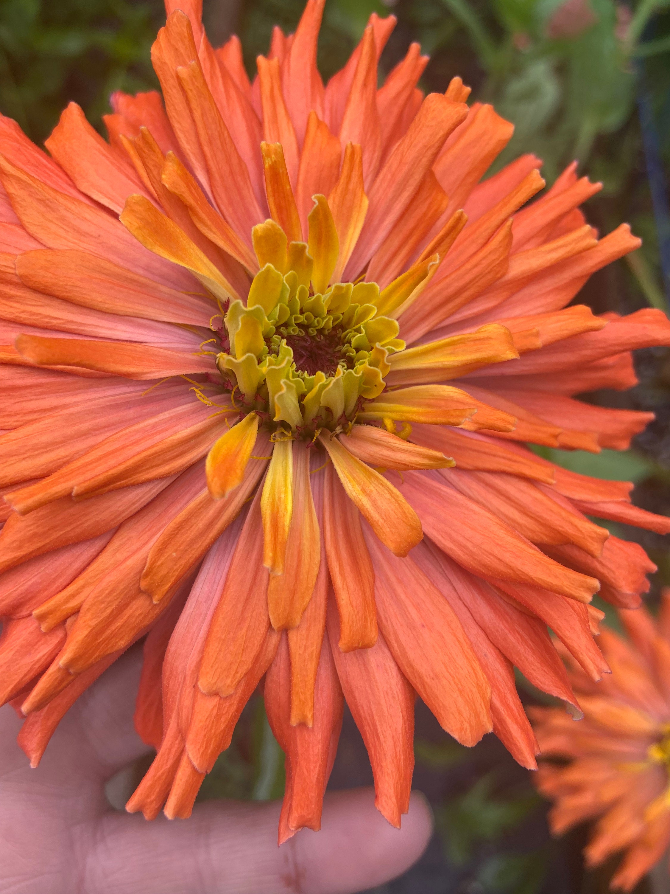 Zinnia Taklls Choice Heirloom Flower Seed 25 Etsy