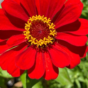 Zinnia Will Rogers Red flower seeds 50