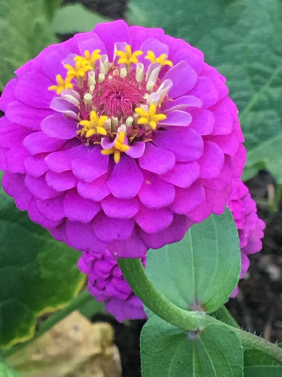 lilliput rose Zinnia 50 Blumensamen