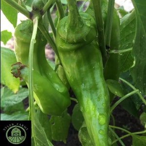 May include: Close-up of two green bell peppers growing on a vine. The peppers are smooth and shiny, with a few water droplets on their surface. The vine is green and has small leaves.