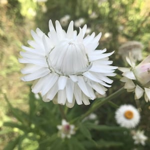 Strawflower vintage white seed 50