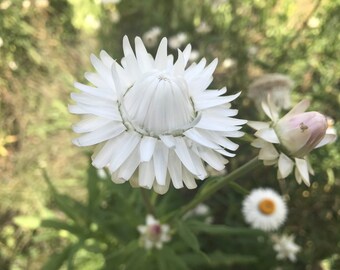 Strawflower vintage white seed 100