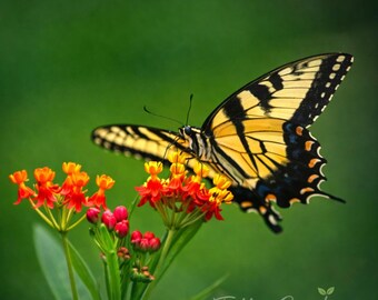 Milkweed Bloodflower Heirloom seeds