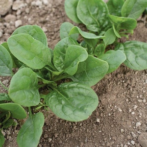 Spinach Lizard smooth leaf seeds 300