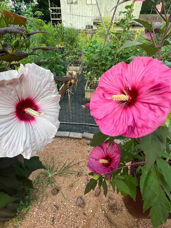 Hibiscus summerific deals
