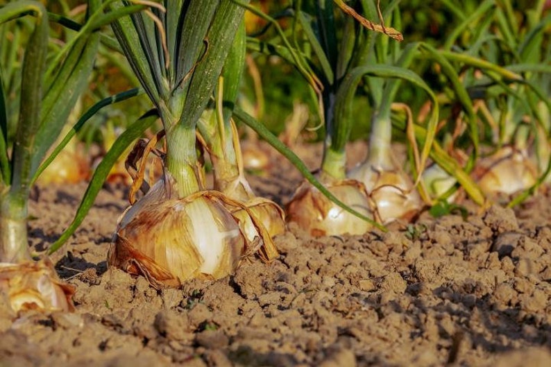 Onion Yellow onion seeds 20