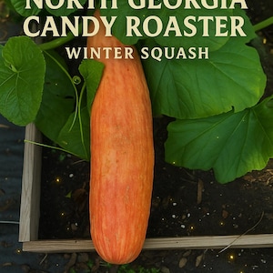 Könnte beinhalten: Ein orangefarbener North Georgia Candy Roaster Winterkürbis mit grünen Blättern, der in einem Gartenbeet wächst. Das Bild enthält den Text "TattooGardener" und "Winter Squash".