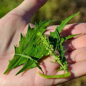 Epazote   herb 5