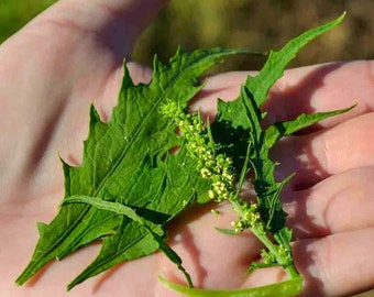 Epazote Dysphania Ambrosioides Hierba Medicinal - México - Foto 7