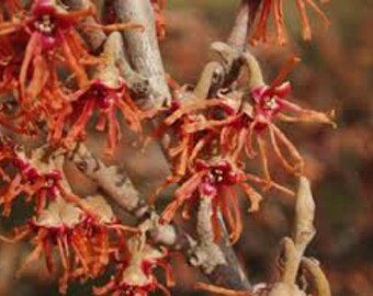 Witch hazel Ozark seeds 5