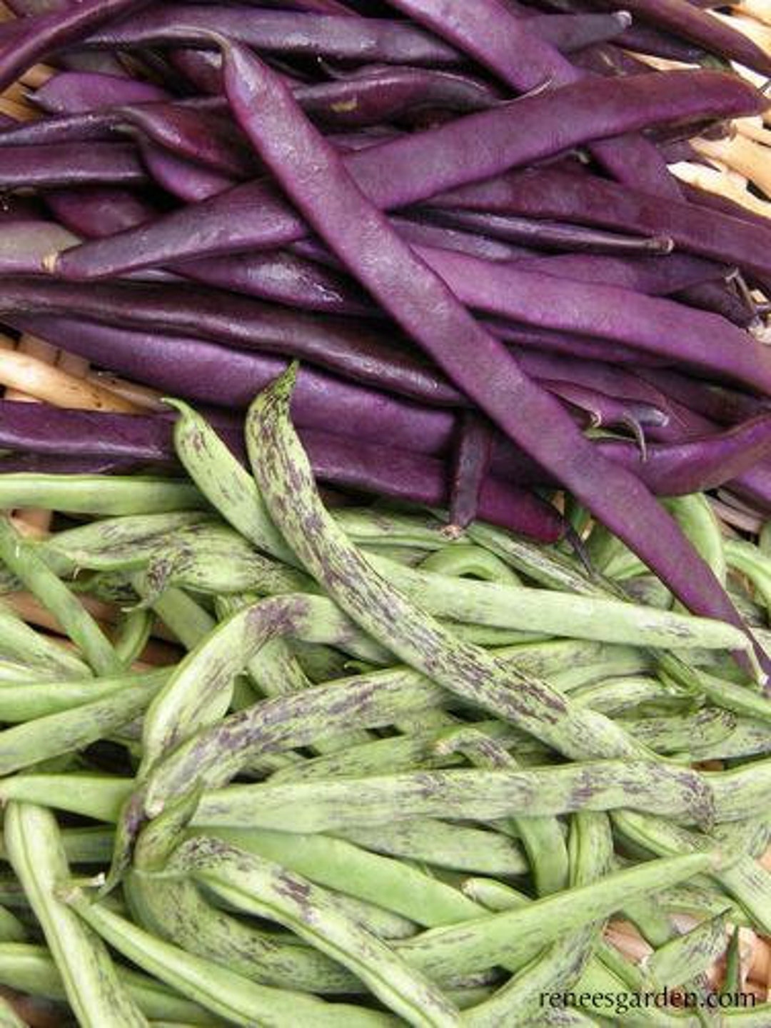 Beans Rattlesnake and Purple Pole Heirloom Seeds 50 - Etsy