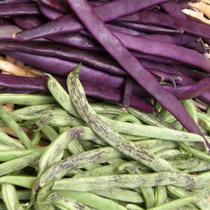 May include: A close-up of a pile of purple and green string beans. The purple beans are long and slender, while the green beans are shorter and have a speckled pattern.