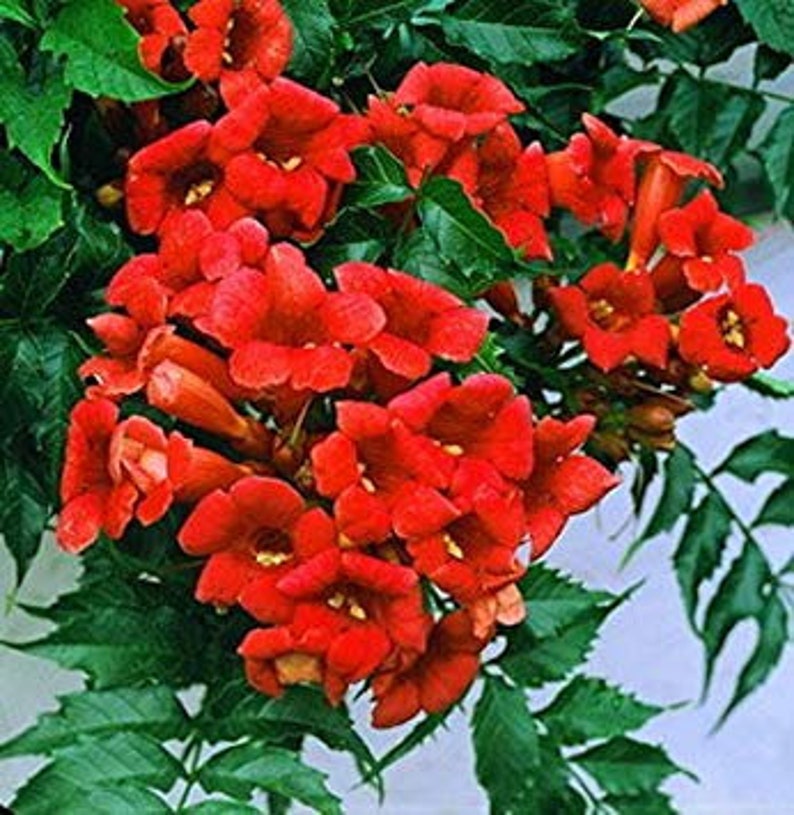 Trumpet Orange Trumpet Vine Flower Seeds 20 Etsy