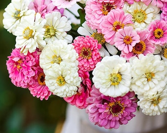 Zinnia isn’t this romantic mix flower seed 150