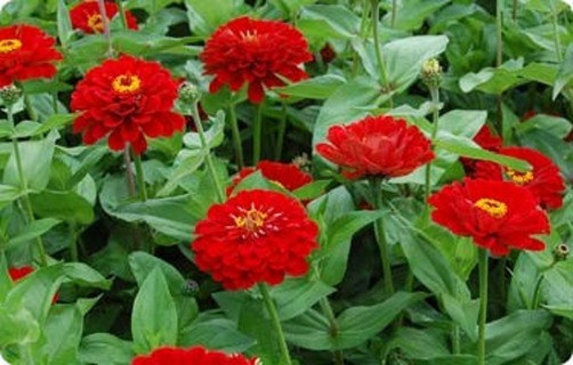 Zinnia Giant Double Scarlet Flame Zinnia Flower Seeds 25 Etsy