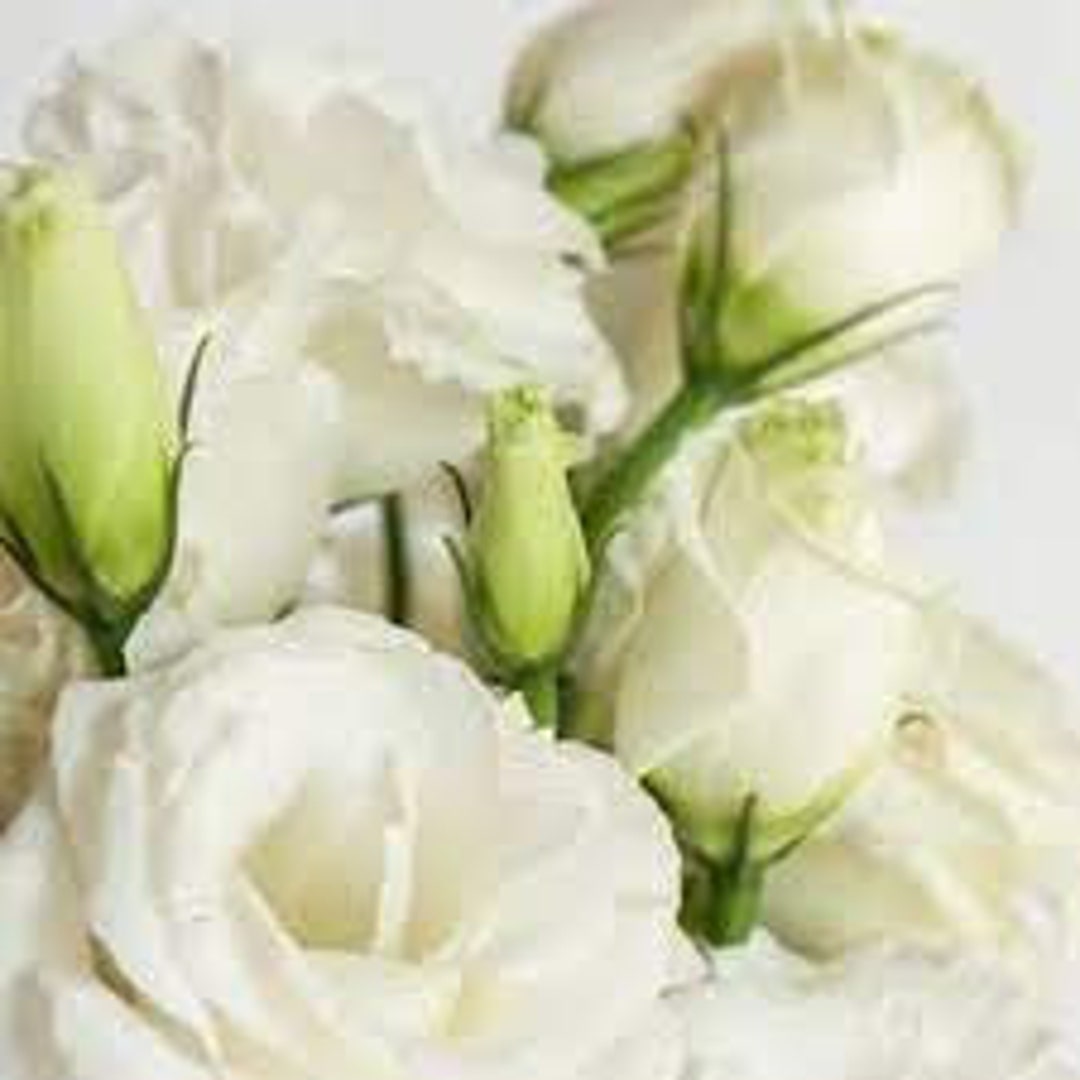 lisianthus voyage 2 white