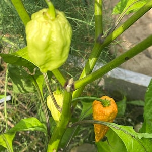 May include: Close-up of a pepper plant with green and orange peppers. The peppers have a wrinkled texture and are attached to green stems with dark purple streaks. The leaves are a vibrant green.