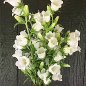 Op de afbeelding: Een boeket witte klokvormige bloemen met groene stelen.