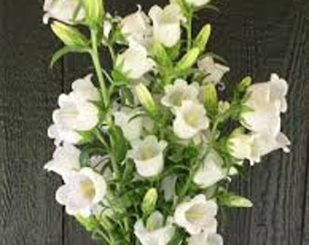 Campanula champion white flower seed 25