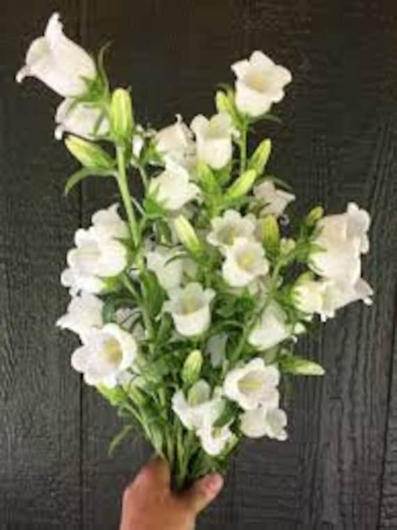 Campanula white best sale
