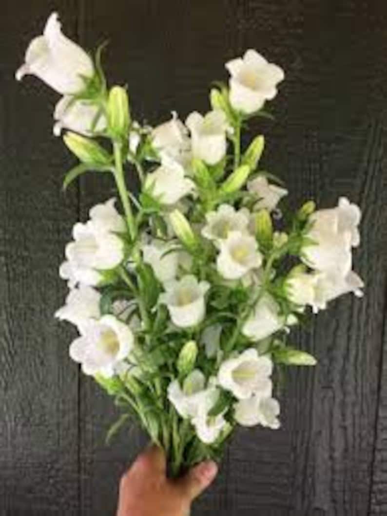 Op de afbeelding: Een boeket witte klokvormige bloemen met groene stelen.