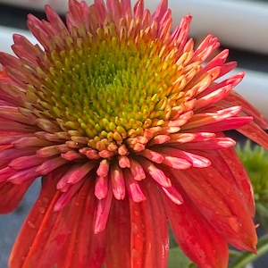 Coneflower Double scoop Orangeberry   Seed 10