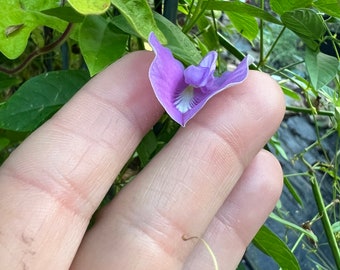 Butterfly Pea  LavenderQueen heirloom seed 10