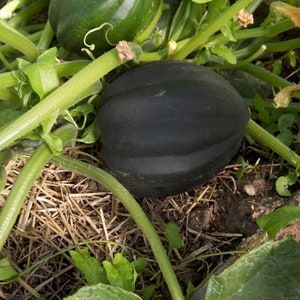 Semillas de calabaza de invierno King Bush Heirloom 30