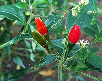 Pepper Pequin seed 5