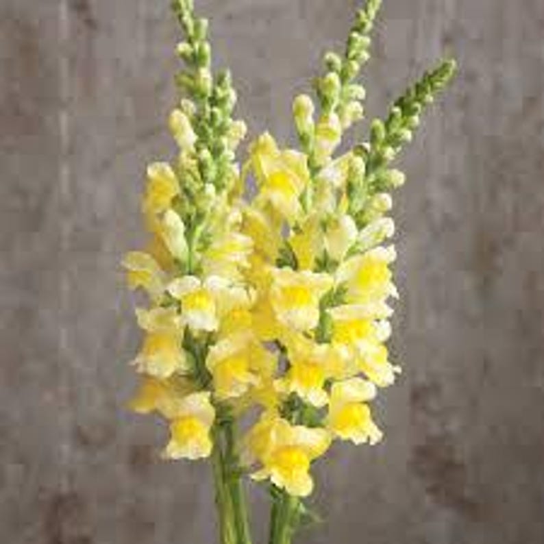Puede incluir: Un ramo de flores de boca de drag&oacute;n amarillas con tallos y capullos verdes.