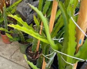 以下が含まれることがあります： 鮮やかな緑色のとげのある茎と葉を持つ、鉢植えのドラゴンフルーツの植物がいくつかあります。植物は白い紐で木の支柱に固定されています。鉢はテラコッタ、緑、または黒です。