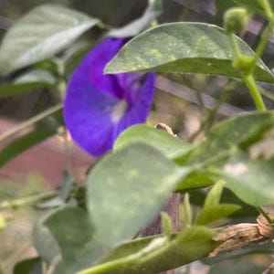 以下が含まれることがあります： 中心が白く鮮やかな紫色のバタフライピーの花が、緑の葉に一部隠れています。植物には細い薄緑色の種子のさやと細い茎があり、葉の間には木製の支柱が見えています。庭の植物の様子を捉えた画像です。