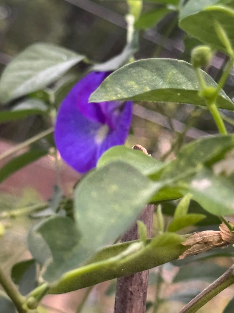 以下が含まれることがあります： 中心が白く鮮やかな紫色のバタフライピーの花が、緑の葉に一部隠れています。植物には細い薄緑色の種子のさやと細い茎があり、葉の間には木製の支柱が見えています。庭の植物の様子を捉えた画像です。