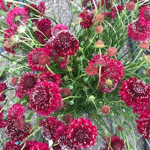 Graines de roi du feu Scabiosa 50