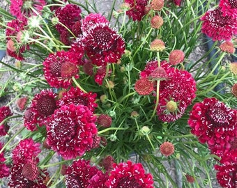 Scabiosa Fire king seeds 50