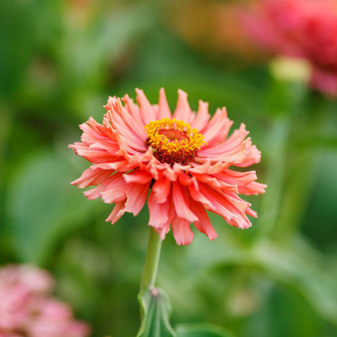 Zinnia Pink Senorita Heirloom Flower Seed 50 | Etsy