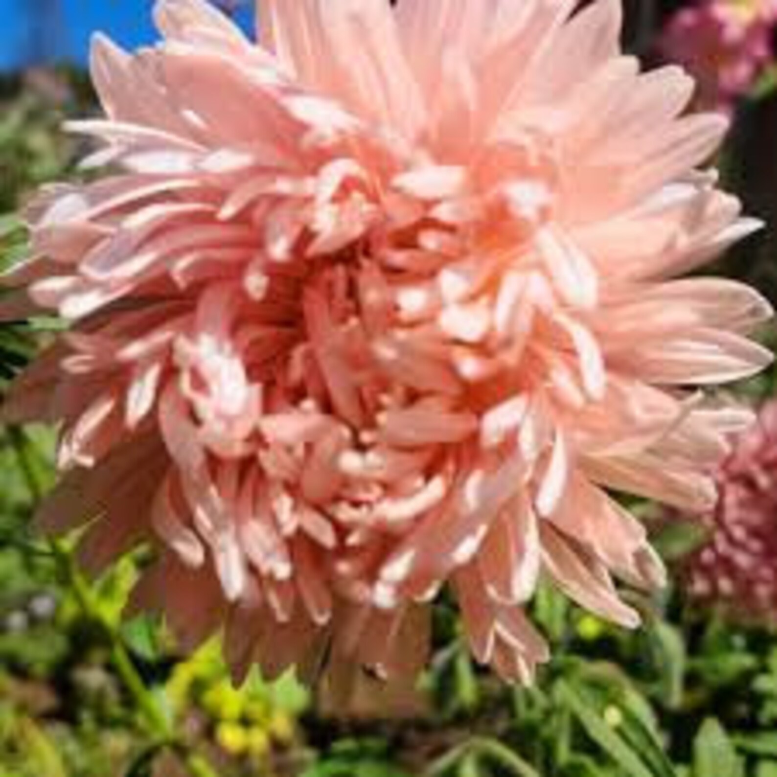 Aster Salmon Janina Heirloom Seeds 25 Etsy