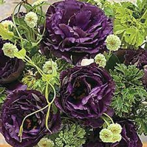 Lisianthus Rosanne Black Pearl flower seed 25