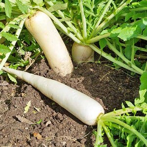 Rettich Daikon samen 25
