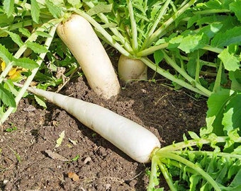 以下が含まれることがあります： 茶色の土の庭のベッドで育つ、緑の葉のついた白い大根が3本