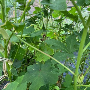 Okra Louisiana long Heirloom seed 25