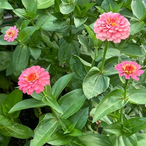Zinnia giant coral elegan certified organic seeds 50