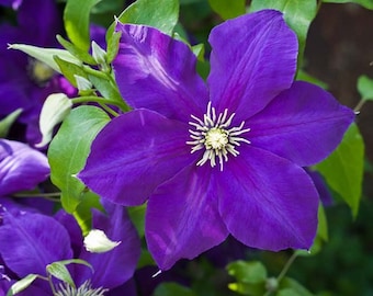 Clematis Jackmanii purple seed 10