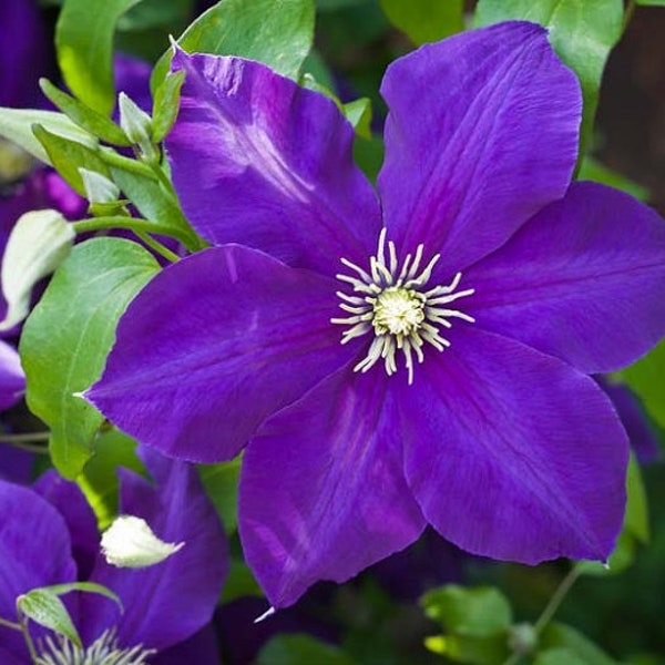 Clematis Jackmanii purple seed 10