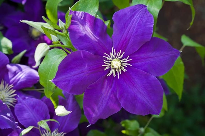 TattooGardener Clematis Jackmanii - Thumbnail 2