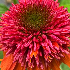 Coneflower Hot Papaya Seeds 15