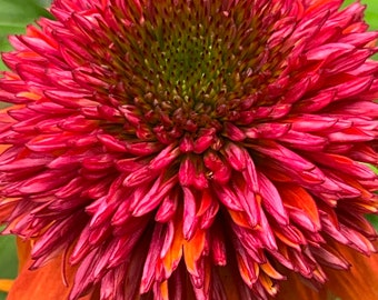 Semillas de papaya picante de equinácea 15