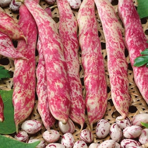 Bean shell flambo seed 50