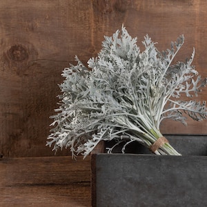 Dusty Miller Silverdust Samen 50