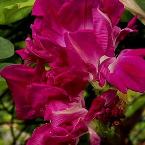 May include: A vibrant magenta morning glory flower with ruffled, delicate petals and a white centre. The bloom displays deep pink hues and intricate veining, surrounded by lush green foliage that provides a natural contrast to the bright colour.